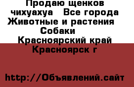 Продаю щенков чихуахуа - Все города Животные и растения » Собаки   . Красноярский край,Красноярск г.